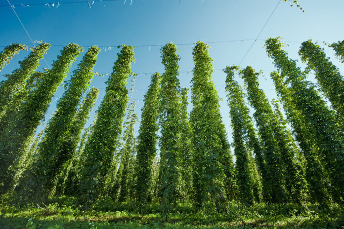 Hopfenpflanzen werden bis zu 7 Meter hoch.