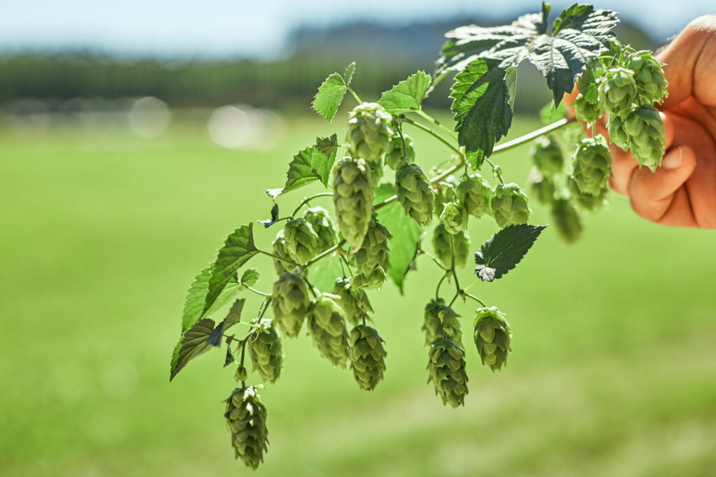 Hopfenpflanze Nahaufnahme