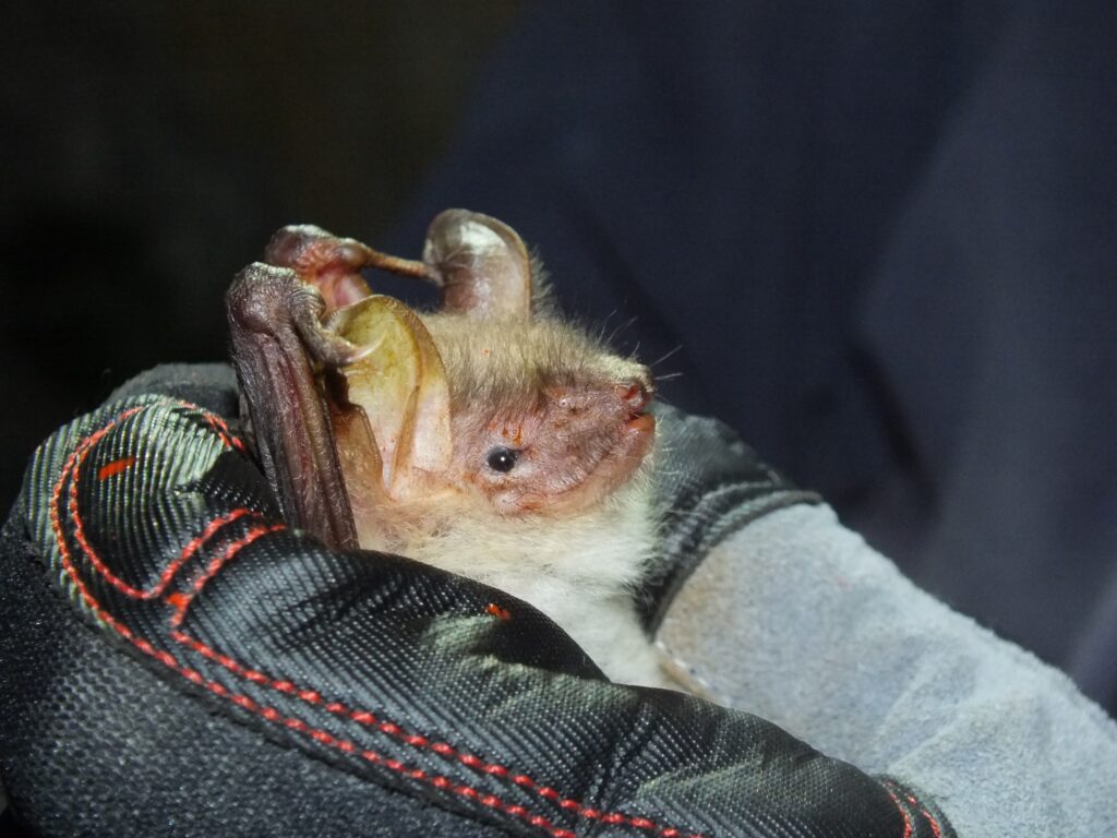Fledermaus