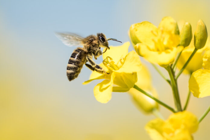 Biene auf einer Rapsblüte als Symbolbild für Honigernte