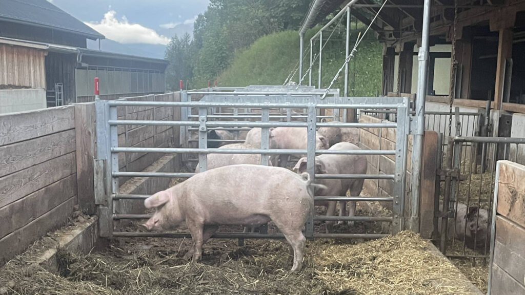 Schweine in einem Stall (Außenbereich)