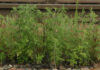 Ragweed als Beispiel für Neophyten