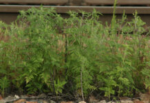 Ragweed als Beispiel für Neophyten