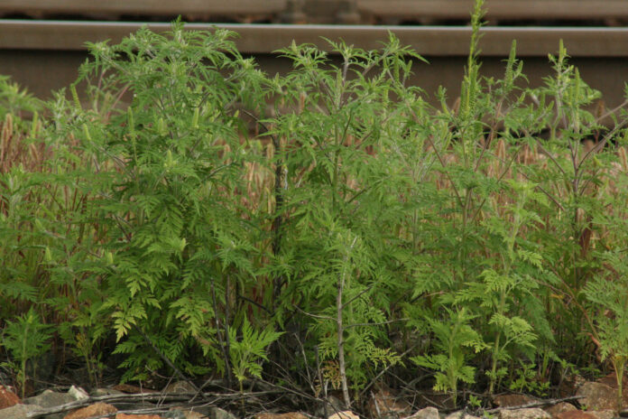 Ragweed als Beispiel für Neophyten