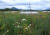 Das Biodiversitätsdach auf der Lagerhaus-Salzburg-Zentrale