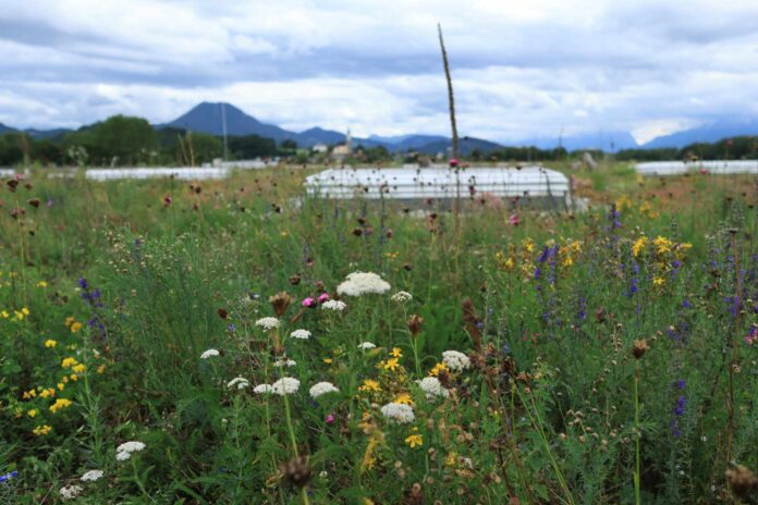 Das Biodiversitätsdach auf der Lagerhaus-Salzburg-Zentrale