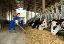 Landwirtin schiebt Heu zu Kühen im Stall.