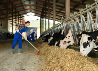 Landwirtin schiebt Heu zu Kühen im Stall.