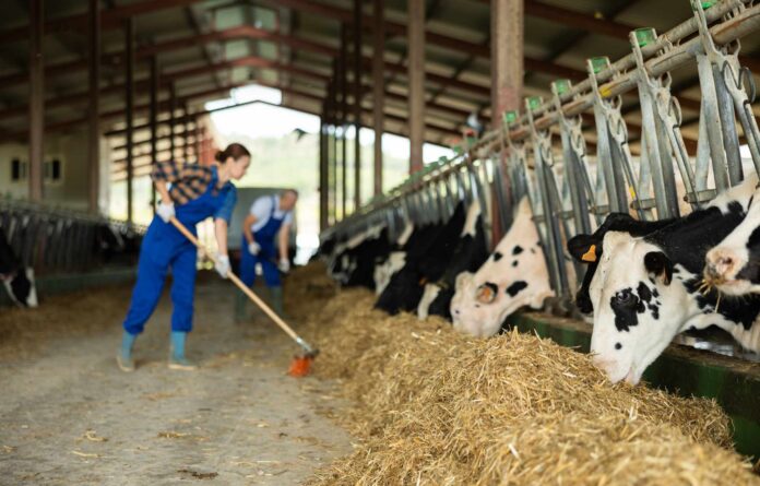 Landwirtin schiebt Heu zu Kühen im Stall.