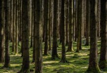 Blick in eine Fichtenmonokultur