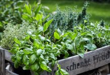 Frische Kräuter in einer Kiste