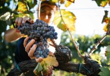 Winzerin erntet Trauben