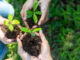 Biologische Vielfalt als Wirtschaftsfaktor Symbolbild für Biodiversität: drei Hände mit jeweils einem grünen Sprösslingen