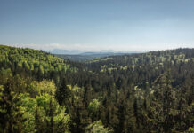 Blick über den Mischwald im Kobernaußerwald im ÖBf-Forstbetrieb Traun-Innviertel
