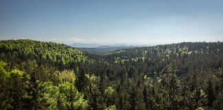 Blick über den Mischwald im Kobernaußerwald im ÖBf-Forstbetrieb Traun-Innviertel