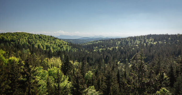 Blick über den Mischwald im Kobernaußerwald im ÖBf-Forstbetrieb Traun-Innviertel
