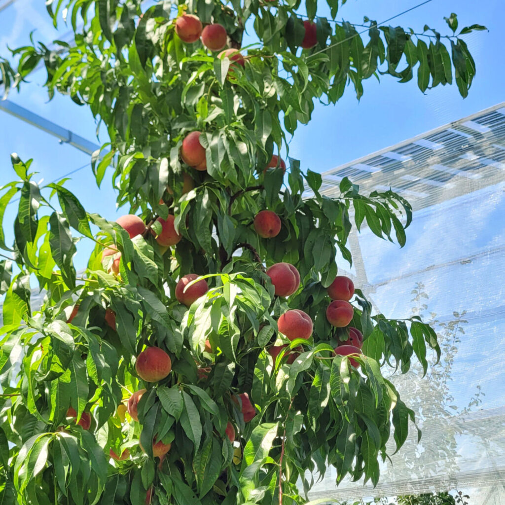 Ein Pfirsichbaum unter PV-Anlage