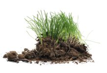 Stück Erde mit Gras