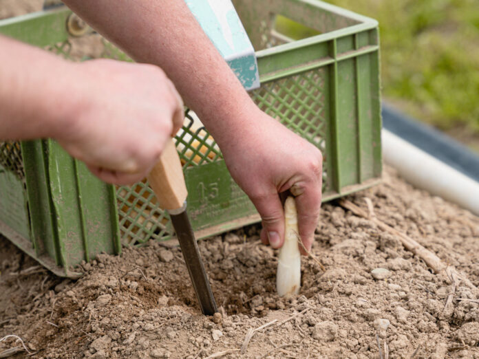 Jemand stciht weißen Spargel aus der Erde.