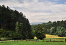 Blick auf einen Wald mit Weide und Maisfeld
