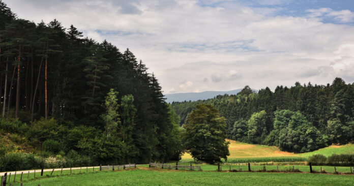Blick auf einen Wald mit Weide und Maisfeld