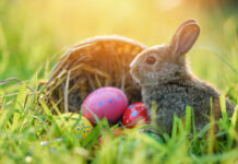 Ostern: Wie der Hase auf das Ei kam Häschen in der Wiese mit einem Korb und Ostereier