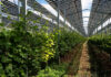 Agri-PV: Zukunftsweisendes RWA-Pilotprojekt in Gaiselberg Rebstöcke unter Solarmodulen