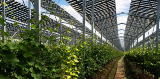 Rebstöcke unter Solarmodulen