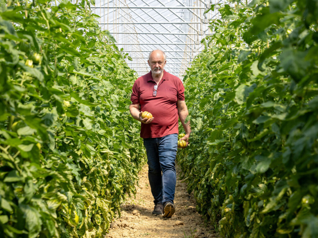 Johannes Oberers in der Tomatenplantage