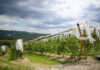 Obstplantage mit Hagelnetzen