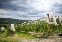 Obstplantage mit Hagelnetzen