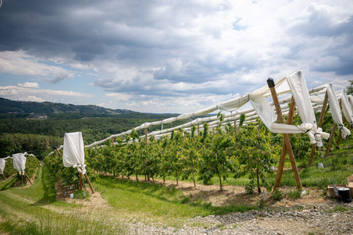 Obstplantage mit Hagelnetzen