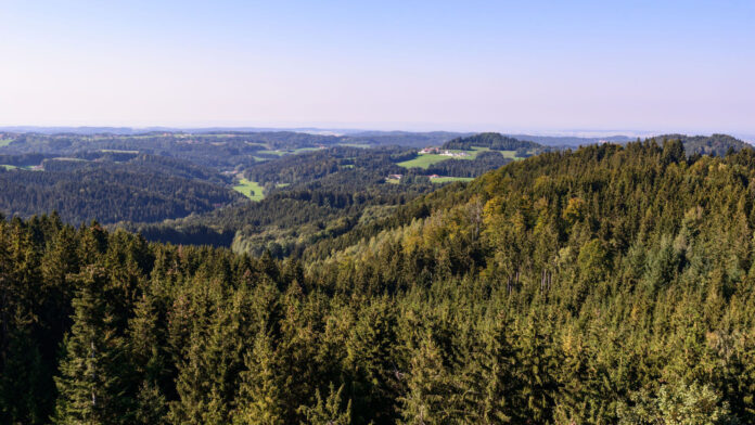 Waldpanorama Kobernausserwald (Oberösterreich)