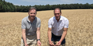 Nikolaus Berlakovich und Josef Moosbrugger in einem Getreidefeld