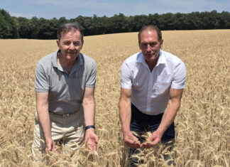 Nikolaus Berlakovich und Josef Moosbrugger in einem Getreidefeld