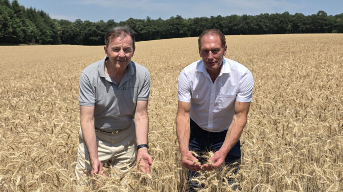 Nikolaus Berlakovich und Josef Moosbrugger in einem Getreidefeld