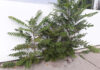 Biologische Lösung gegen den Götterbaum Götterbaum wächst an einer Hausmauer aus dem Gehweg.