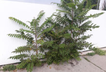 Biologische Lösung gegen den Götterbaum Götterbaum wächst an einer Hausmauer aus dem Gehweg.