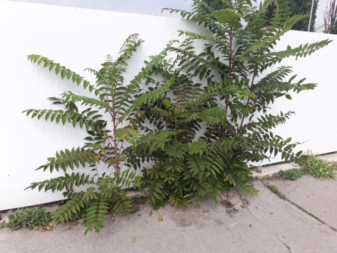 Götterbaum wächst an einer Hausmauer aus dem Gehweg.