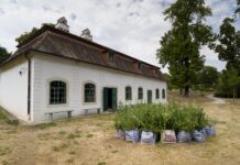 Kunstverein Eisenstadt lässt Ideen Wurzeln schlagen