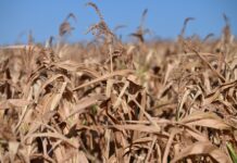Raiffeisen hilft: Sofortmaßnahmen für dürregeplagte Landwirtschaft Vertrocknetes Maisfeld