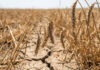 A close-up shot of drooping, dry wheat ears in a parched field. The wheat stalks are bent downward over deeply cracked, dry soil, illustrating the devastating effects of severe drought and extreme heat on grain crops and food supply.