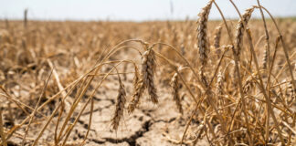 A close-up shot of drooping, dry wheat ears in a parched field. The wheat stalks are bent downward over deeply cracked, dry soil, illustrating the devastating effects of severe drought and extreme heat on grain crops and food supply.