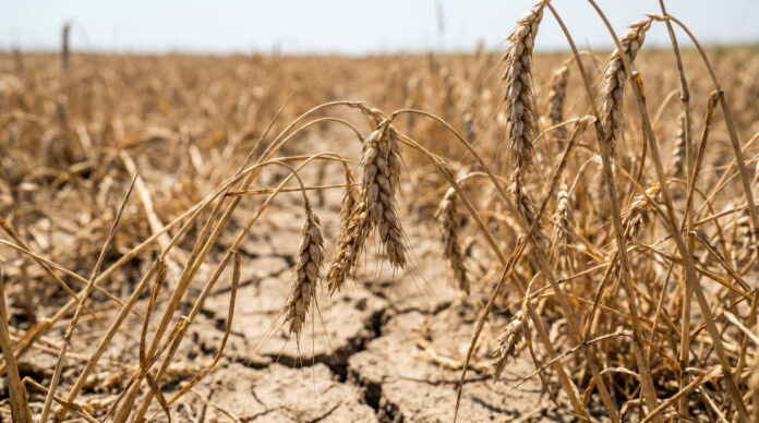 A close-up shot of drooping, dry wheat ears in a parched field. The wheat stalks are bent downward over deeply cracked, dry soil, illustrating the devastating effects of severe drought and extreme heat on grain crops and food supply.