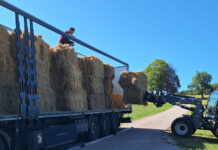 Heu wird auf einen LKW geladen.