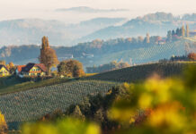 Colorful autumn landscape in the mountains with Grape hills and morning fog glowing by sun. Gamlitz, Austria, Europe. Awesome nature Background. Concept ideal resting place