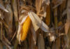Close-up of mature yellow corn cobs exposed among dry stalks and papery husks, showing a rustic late-season maize harvest in warm sunlight.