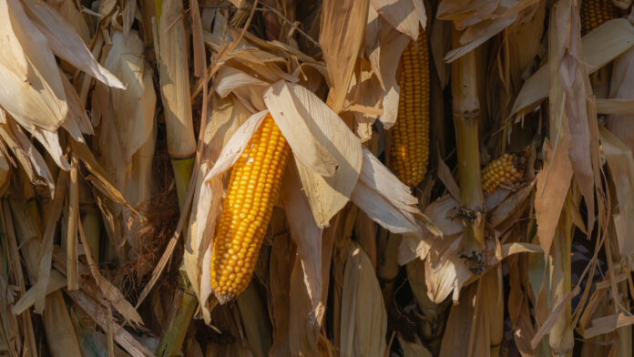 Close-up of mature yellow corn cobs exposed among dry stalks and papery husks, showing a rustic late-season maize harvest in warm sunlight.