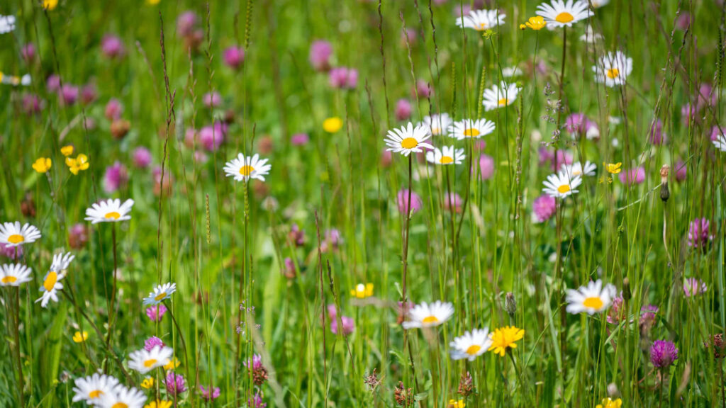 Saftige Wiese mit Blumen, Futter der Heumilchkühe