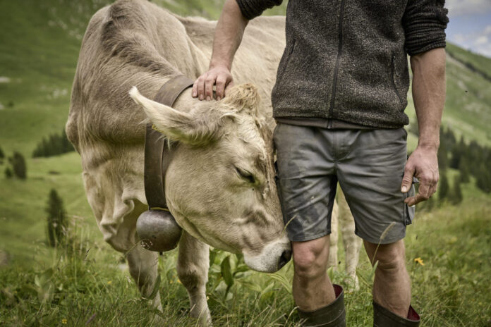 Heumilchkuh, die von einem Bauern am Kopf gestreichelt wird